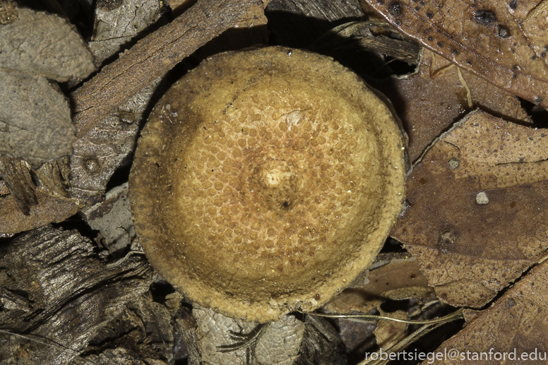 acorn cap